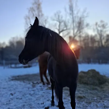 Pod Czaplami Lägenhet *